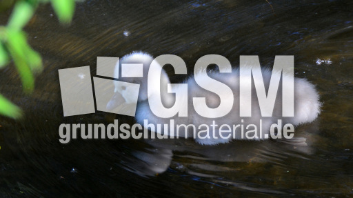 Höckerschwanküken (14).jpg